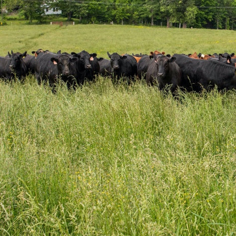 Black cattle grazing in lush green pasture
