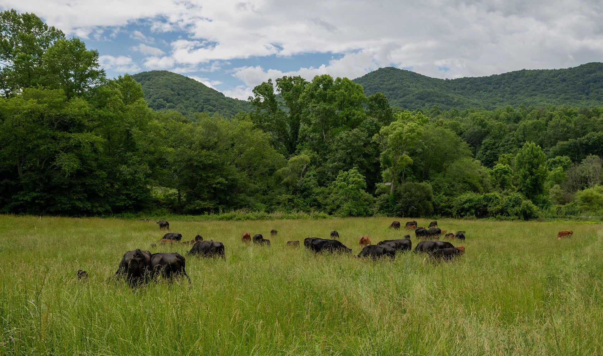 Cattle grazing on open green pasture