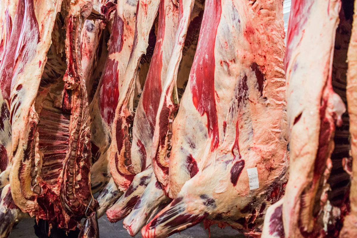 Sides of beef hanging in the Porter Road processing facility